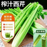 蔬香客山东榨汁西芹净半叶芹菜榨汁蔬菜嫩心净重5斤源头直发包邮