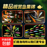 小型观赏鱼集锦 1.5-2cm 【拍2单发5条】孔雀鱼随机2条 2-3cm