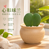 行湘多肉植物组合小盆栽办公室桌面仙人掌仙人球水培绿植花卉源头直发
