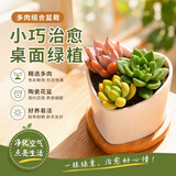 行湘多肉植物组合小盆栽办公室桌面仙人掌仙人球水培绿植花卉源头直发