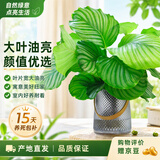 泰西丝青苹果竹芋水养绿植四季常青客厅办公室内好养水培花植物源头直发