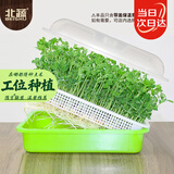 北蔬 育苗盘育苗发芽盆水培蔬菜保温带盖苗菜无土栽培 加深育苗盘2个
