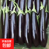 山东农家绿把紫皮长茄现摘现发新鲜嫩茄蔬菜生鲜 现摘新鲜茄子 5斤 净重