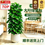 叹为观止大型植物发财树各种大颗盆栽开业乔迁客厅办公室内好养大型花卉 大叶绿萝【1.2-1.4米】 含盆