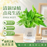 泰西丝绿萝盆栽室内吸甲醛植物长藤大绿萝土培水养客厅花卉吊兰源头直发