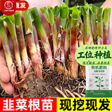 大禹韭菜根苗新根紫红根大叶韮菜移栽根种子四季寿光本地老品种蔬菜 紫红根韭菜根苗100棵+1斤豆粕肥紫色不明显