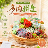 行湘多肉植物组合小盆栽办公室桌面仙人掌仙人球水培绿植花卉源头直发