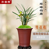 华香园兰花苗环球荷鼎带花春兰矮种荷瓣名品幽浓香花卉绿植盆栽 环球荷鼎5苗带花苞  裸根发货