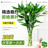 沭之美富贵竹水培客厅绿植招财旺宅花卉植物水养常青竹子文昌竹源头直发