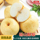 京地达梨砀山酥梨雪梨香梨子水果送礼净重4.8斤单果300g+源头直发