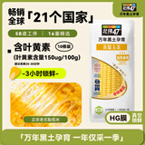 北纬47度黄糯玉米4.8斤(240g*10根)东北甜黏玉米棒真空包装 杂粮粗粮 早餐