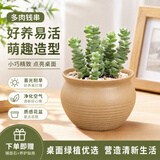 行湘多肉植物组合小盆栽办公室桌面仙人掌仙人球水培绿植花卉源头直发