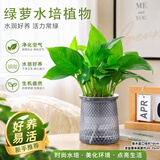泰西丝绿萝盆栽室内吸甲醛植物长藤大绿萝土培水养客厅花卉吊兰源头直发