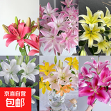百合鲜切花云南基地直发瓶插水养七夕情人节礼物 爱人暖心礼物 随机香水百合6-8朵