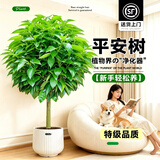 叹为观止大型植物发财树各种大颗盆栽开业乔迁客厅办公室内好养大型花卉 平安树1.2-1.4米 不含盆