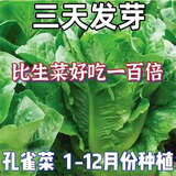 孔雀菜种子四季种庭院可生吃高营养直立生菜种子盆栽地栽沙拉生菜 孔雀菜种子 小包装称斤半斤