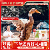 杨博士皖南整只老鸭2只 净重4斤 农家散养土鸭溪水河鸭肉源头直发