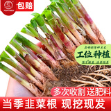 大禹韭菜根苗新根紫红根大叶韮菜移栽根种子四季寿光本地老品种蔬菜 紫根韭菜根50棵+肥紫根不明显