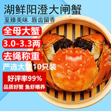 【活蟹】湖鲜阳澄 大闸蟹 去绳足重 全母蟹3.0-3.3两10只 鲜活超大螃蟹生鲜中秋礼盒装