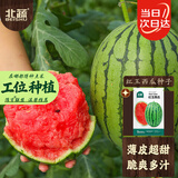 北蔬 西瓜种子苗早熟薄皮小果适合南北方盆栽瓜种籽 红玉西瓜种子50粒