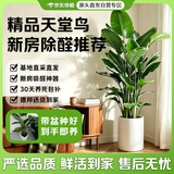 京东绿植【带盆种好】天堂鸟盆栽室内大型绿植客厅办公室好养植物源头直发