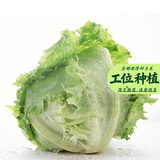 寿禾 生菜种子四季播紫色春季蔬菜莱种紫叶家庭种寿光菜籽叶菜种籽 （家庭种）结球生菜种子5g