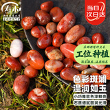 寿禾雨花石天然原石红玛瑙鱼缸造景五彩石 500g樱桃红雨花石0.8-1.5cm