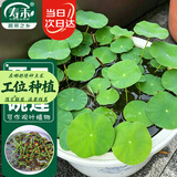 寿禾 碗莲种子水培已开口鱼缸盆栽四季开花植物 碗莲种子30粒