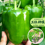 大禹菜苗秧蔬菜苗子大全活苗带土种子苗秋季西红柿盆栽圣女果秧苗阳台 绿甜椒苗苗辣椒秧苗6棵
