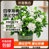 栀子花盆栽四季卉植物室内绿萝绿植茉莉花带花苞开花好养树苗植物 【主图怀抱款】精品级230#特大盆栀子花+加仑盘 送营养液