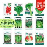北蔬 各种蔬菜种子大全四季可种菜籽秋季菠菜生菜香菜小葱阳台