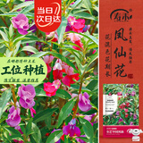 寿禾凤仙花种子苗指甲花四季花卉种籽 中国凤仙种子(混色)900粒+100粒