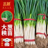 北蔬 章丘铁杆大葱苗带根山东寿光蔬菜苗 章丘大葱苗60棵源头直发包邮