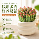 行湘钱串子植物多肉盆栽花卉 招财钱串子大盆+甜甜圈陶瓷盆 源头直发