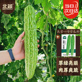 北蔬 苦瓜种子种苗早熟疙瘩绿苦瓜盆栽蔬菜种籽 良苦一号苦瓜种子30粒
