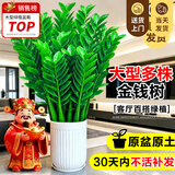 叹为观止大型植物发财树各种大颗盆栽开业乔迁客厅办公室内好养大型花卉 金钱树【80厘米-1米】 含盆