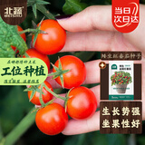 北蔬 矮生番茄种子苗蔬菜红珍珠小西红柿种籽 矮生盆栽红番茄种子50粒