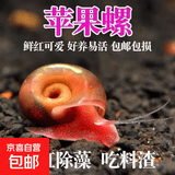 苹果螺观赏螺清洁鱼缸除藻工具螺鱼缸清洁必备 小号0.5厘米左右（下单送竹节草） 全红苹果螺2个【拍2单发5只】
