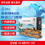 【活蟹】掌昕鲜三门青蟹 全母蟹（5-6两/只）5只 鲜活螃蟹中秋送礼盒非大闸蟹 源头直发