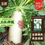 北蔬 九斤王白萝卜种子苗白玉大萝卜秋冬蔬菜种籽 九斤王萝卜种子20g