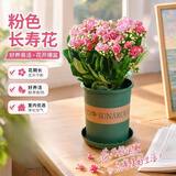 沭之美长寿花绿植花卉阳台盆栽四季开花绿植变色龙源头直发