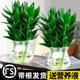 绿有意观音竹富贵竹水培植物带根花卉绿植绿萝室内盆栽转运竹子水养好养 2盆】观音竹3棵冬瓜玻璃瓶+液