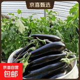 【京东快递】现摘现发新鲜绿把黑茄新鲜蔬菜生鲜 山东绿把茄子 2斤 净重