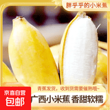 广西网红小米蕉青香蕉发货密封放熟吃新鲜水果皮薄肉厚 带箱2斤青蕉发货