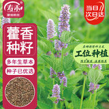 寿禾藿香种子种苗食用香草家庭阳台种植 潍丰香洋藿香种子2000粒