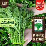 北蔬茼蒿菜种子苗小叶家庭阳台农家四季菜种籽 小叶茼蒿种子约3000粒