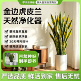 京东绿植【带盆种好】金边虎皮兰植物客厅卧室办公室观叶绿植盆栽源头直发