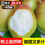 京满福新鲜梨子红香酥梨 脆甜无渣小香梨 当季孕妇山西水果 整箱5斤 精选单果90-160g 净重4.5斤