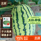 北蔬 西瓜种子种苗懒汉特大果甜西瓜南北方水果籽 懒汉西瓜种子150粒