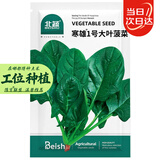 北蔬 大叶菠菜种子苗秋冬四季播种蔬菜种籽 寒雄1号大叶菠菜种子200g